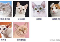 猫的品种,探寻世界各地的独特猫种